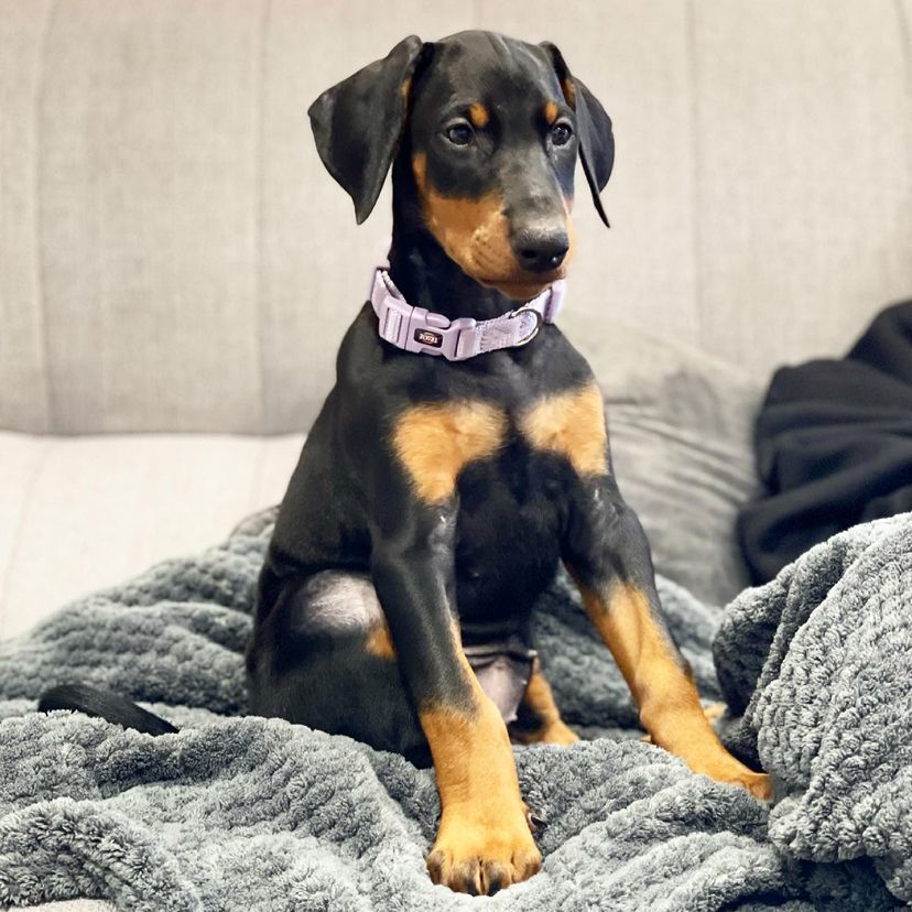 AVAILABLE PUPPIES – Funky Tails Doberman