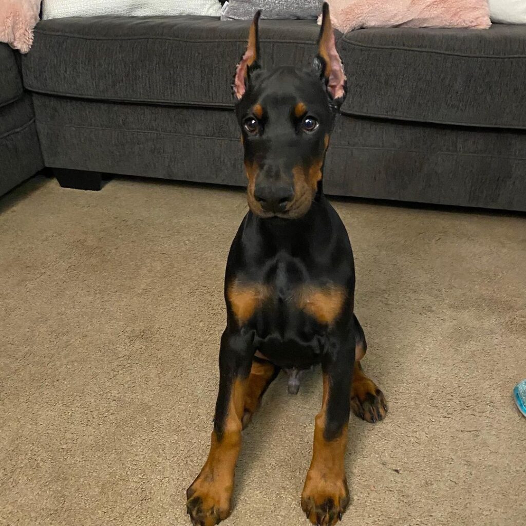 Doberman Puppies For Sale